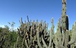 Anteprima di Echinopsis buchtienii