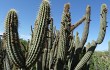 Vista previa de Echinopsis buchtienii