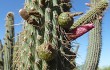 Preview photo Echinopsis buchtienii