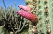 Preview photo Echinopsis buchtienii