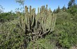 Preview photo Echinopsis buchtienii