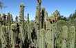 Preview photo Echinopsis buchtienii