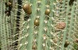 Preview photo Echinopsis buchtienii