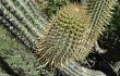 Preview photo Echinopsis buchtienii