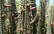 Preview photo Echinopsis buchtienii