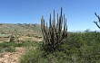 Preview photo Echinopsis buchtienii