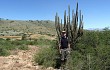 Anteprima di Echinopsis buchtienii