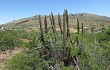 Preview photo Echinopsis buchtienii