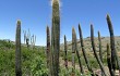 Vista previa de Echinopsis buchtienii