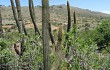 Vista previa de Echinopsis buchtienii