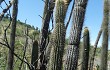 Anteprima di Echinopsis buchtienii