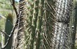 Preview photo Echinopsis buchtienii