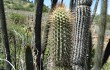 Preview photo Echinopsis buchtienii