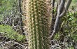 Preview photo Echinopsis buchtienii