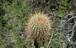 Anteprima di Echinopsis buchtienii