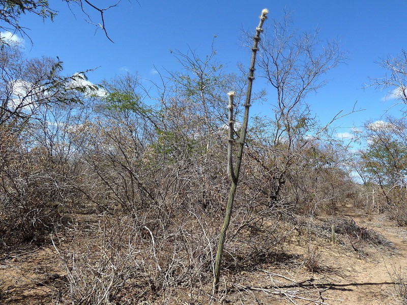 Fotografia di Arrojadoa leucostele in habitat