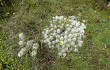 Preview photo Austrocylindropuntia floccosa