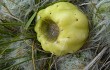 Anteprima di Austrocylindropuntia floccosa