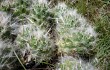 Preview photo Austrocylindropuntia floccosa