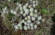 Preview photo Austrocylindropuntia floccosa