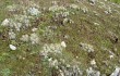 Anteprima di Austrocylindropuntia floccosa