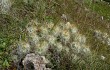 Anteprima di Austrocylindropuntia floccosa