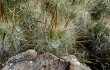 Anteprima di Austrocylindropuntia floccosa