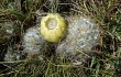 Preview photo Austrocylindropuntia floccosa