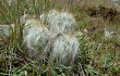 Anteprima di Austrocylindropuntia floccosa