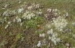 Anteprima di Austrocylindropuntia floccosa