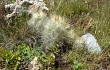 Vista previa de Austrocylindropuntia floccosa