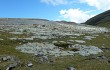 Vista previa de Austrocylindropuntia floccosa