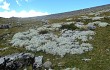 Vista previa de Austrocylindropuntia floccosa