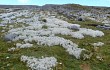 Vista previa de Austrocylindropuntia floccosa