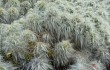 Preview photo Austrocylindropuntia floccosa