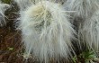 Anteprima di Austrocylindropuntia floccosa