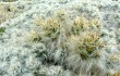 Anteprima di Austrocylindropuntia floccosa