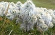 Anteprima di Austrocylindropuntia floccosa