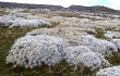 Preview photo Austrocylindropuntia floccosa