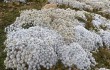 Anteprima di Austrocylindropuntia floccosa