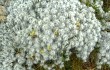 Anteprima di Austrocylindropuntia floccosa