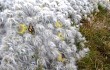 Preview photo Austrocylindropuntia floccosa