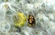 Preview photo Austrocylindropuntia floccosa