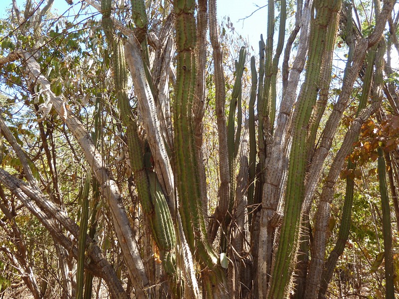 Fotografia di Brasilicereus phaeacanthus in habitat