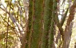 Anteprima di Brasilicereus phaeacanthus