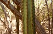 Vista previa de Brasilicereus phaeacanthus