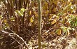 Preview photo Brasilicereus phaeacanthus