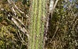 Anteprima di Brasilicereus phaeacanthus