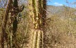 Preview photo Brasilicereus phaeacanthus