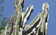 Preview photo Cereus stenogonus